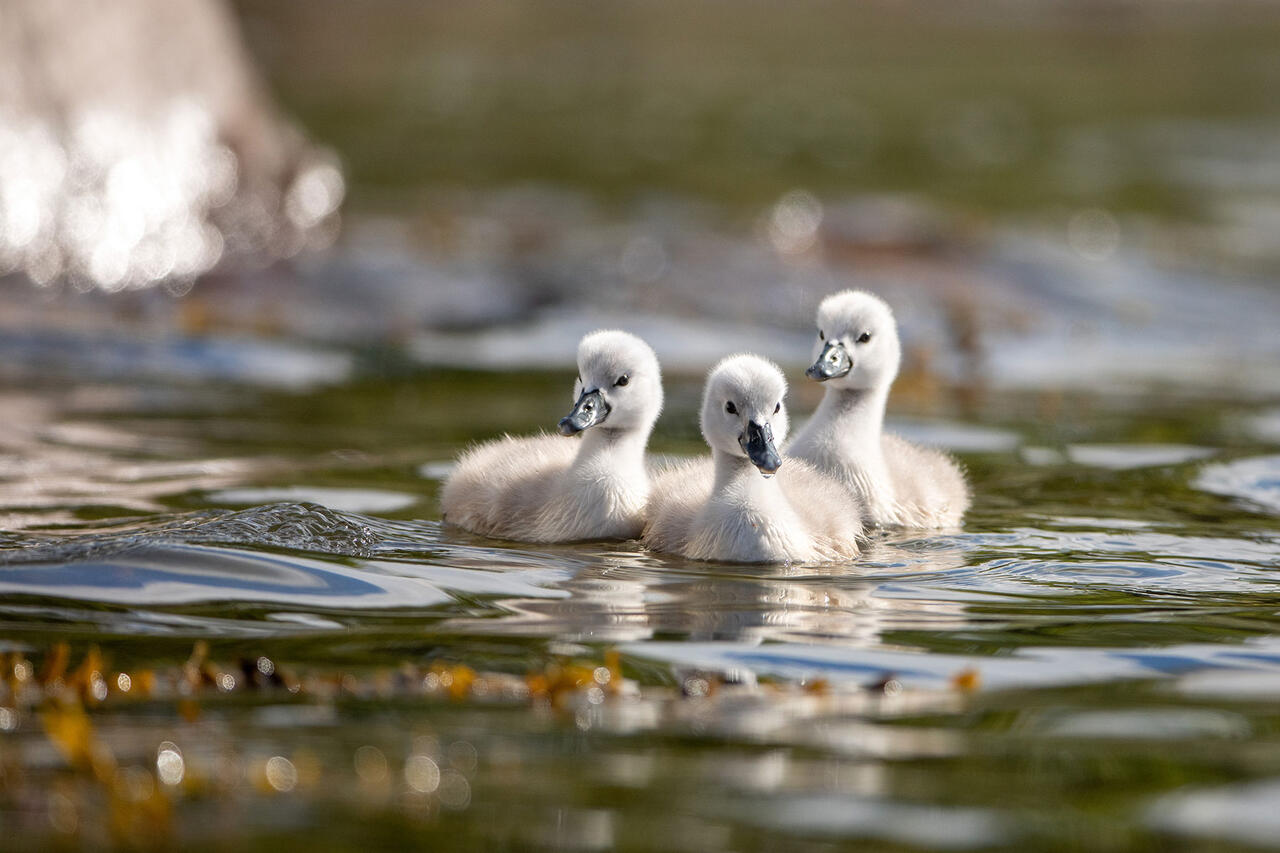 Foto: Otto L. Motzke